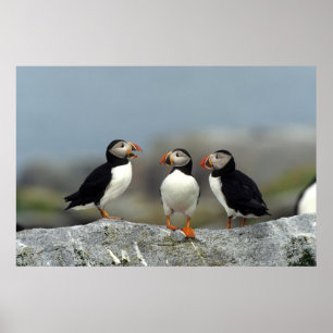 Atlantik-Papageientaucher-Gruppe Poster