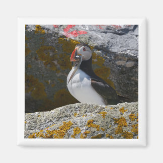 Atlantik-Papageientaucher mit Fisch 2x2 Magnet
