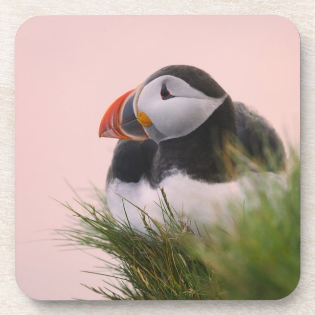Atlantik-Puffin (Fatercula arctica) 6 Untersetzer (Vorderseite)