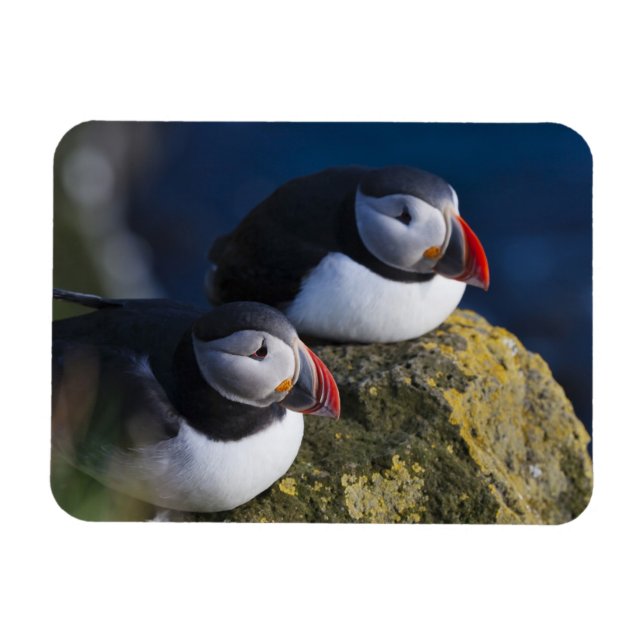 Atlantik-Puffin (Fratercula arctica) 7 Magnet (Horizontal)