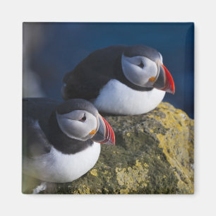 Atlantik-Puffin (Fratercula arctica) 7 Magnet