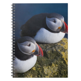 Atlantik-Puffin (Fratercula arctica) 7 Notizblock