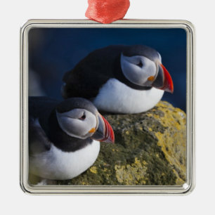 Atlantik-Puffin (Fratercula arctica) 7 Ornament Aus Metall