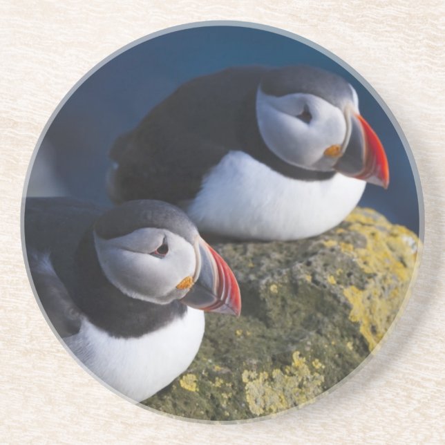 Atlantik-Puffin (Fratercula arctica) 7 Sandstein Untersetzer (Vorne)