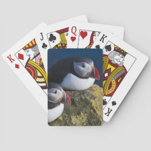 Atlantik-Puffin (Fratercula arctica) 7 Spielkarten