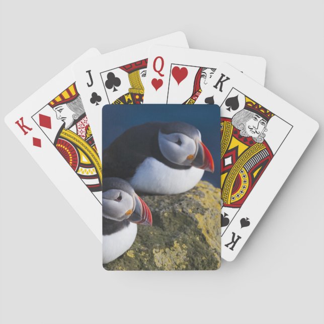 Atlantik-Puffin (Fratercula arctica) 7 Spielkarten (Rückseite)