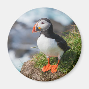 Atlantik Puffin Magnet