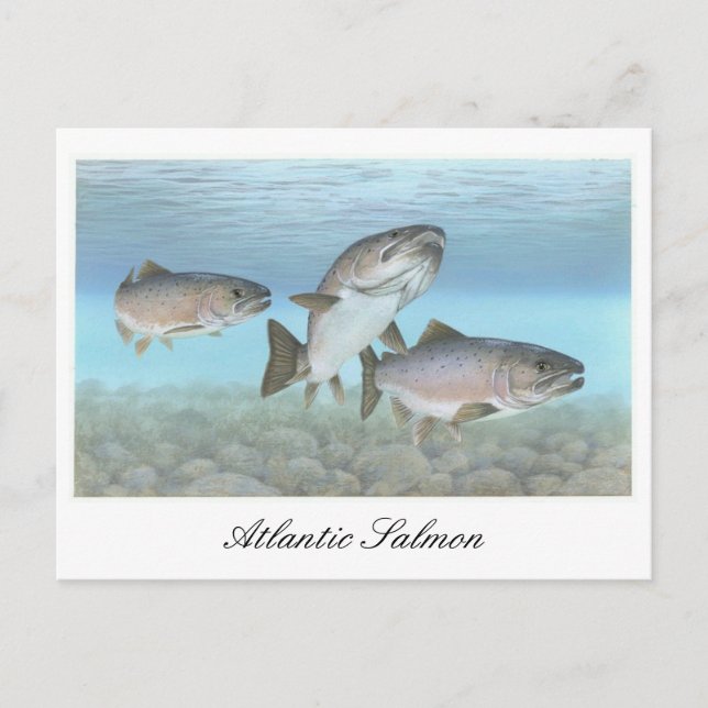 Atlantische Lachsmalerei Postkarte (Vorderseite)
