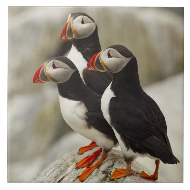 Atlantische Puffen auf der Insel Machias Siegel Fliese (Vorderseite)