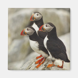 Atlantische Puffen auf der Insel Machias Siegel Magnet