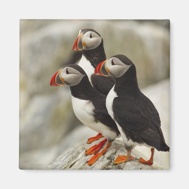 Atlantische Puffen auf der Insel Machias Siegel Magnet (Vorne)