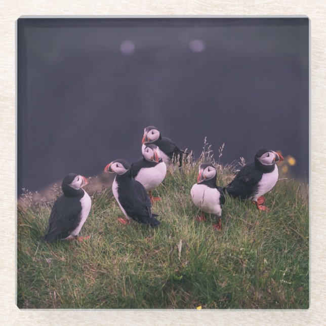 Atlantische Puffen Glasuntersetzer (Vorderseite)