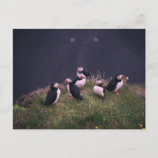 Atlantische Puffen Postkarte