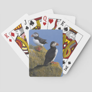 Atlantische Puffins (Fatercula arctica) auf dem Fe Spielkarten
