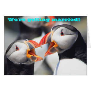 Atlantische Puffins Wir werden verheiratet