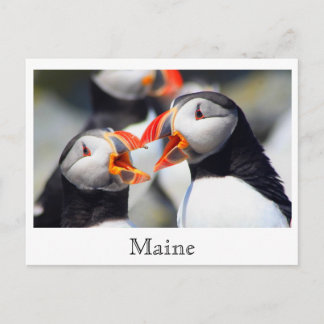 Atlantische Puffnküste Postkarte