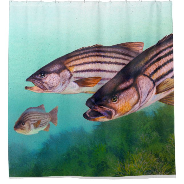 Atlantischer Bassfisch Duschvorhang (Vorderseite)