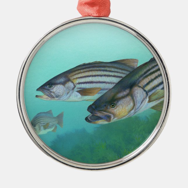 Atlantischer Bassfisch Morone Saxatilis Silbernes Ornament (Vorne)