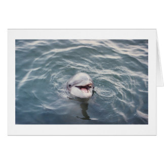 Atlantischer Bottlenose