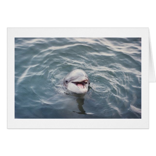 Atlantischer Bottlenose (Vorderseite (Horizontal))