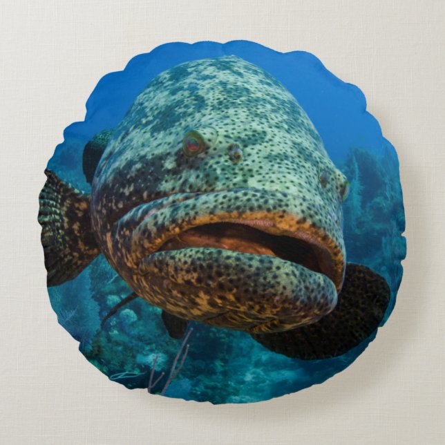 Atlantischer Goliath-Barsch Rundes Kissen (Vorderseite)