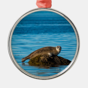 Atlantischer Hafenrobbe Ornament Aus Metall