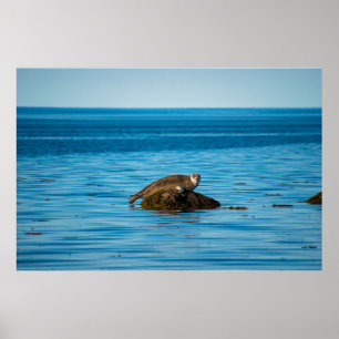 Atlantischer Hafenrobbe Poster