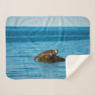 Atlantischer Hafenrobbe Sherpadecke