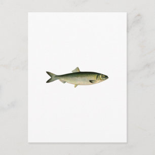 Atlantischer Hering Postkarte