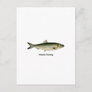 Atlantischer Hering Postkarte