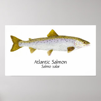 Atlantischer Lachs Kunst Poster
