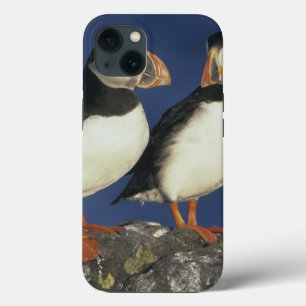 Atlantischer Papageientaucher, Fratercula iPhone Hülle