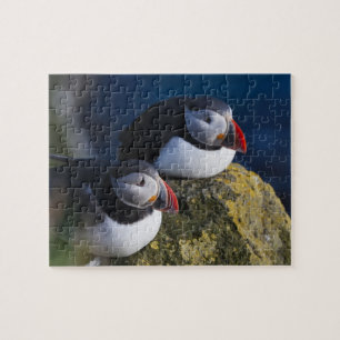 Atlantischer Papageitaucher (Fratercula arctica) 7