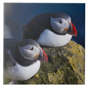 Atlantischer Papageitaucher (Fratercula arctica) 7 Fliese