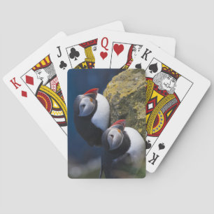 Atlantischer Papageitaucher (Fratercula arctica) 7 Spielkarten