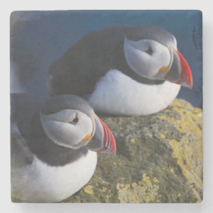 Atlantischer Papageitaucher (Fratercula arctica) 7 Steinuntersetzer