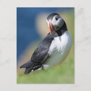 Atlantischer Papageitaucher (Fratercula Arctica) a Postkarte