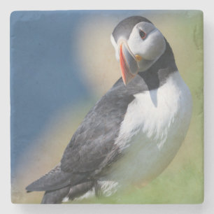 Atlantischer Papageitaucher (Fratercula Arctica) a Steinuntersetzer