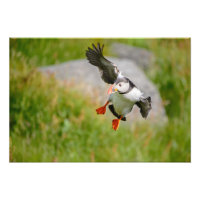 Atlantischer Puffvogel