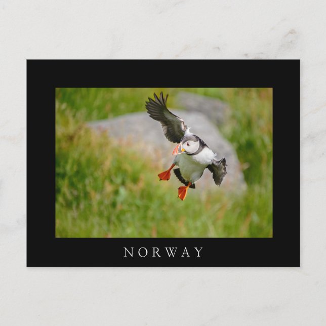Atlantischer Puffvogel mit schwarzer Grenz-Postkar Postkarte (Vorderseite)