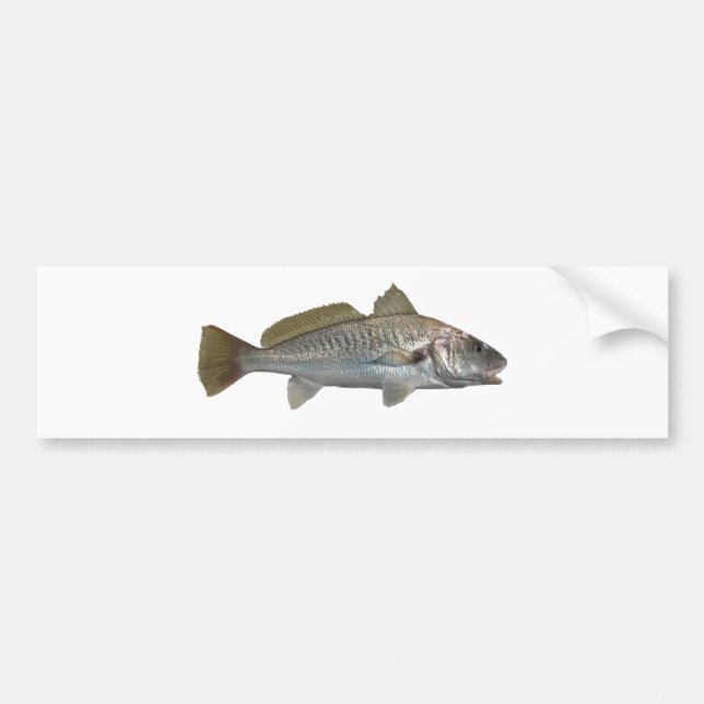 Atlantischer Quakfisch Autoaufkleber (Vorne)