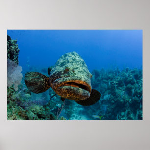 Atlantischer Riesen-Zackenbarsch Poster