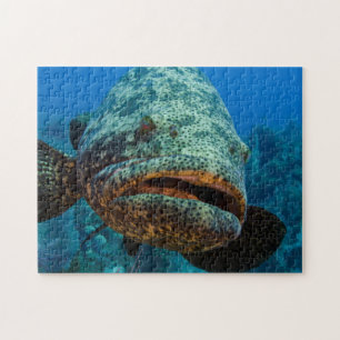 Atlantischer Riesenbarsch