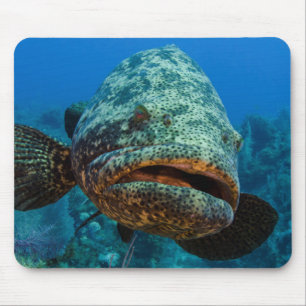 Atlantischer Riesenbarsch Mousepad