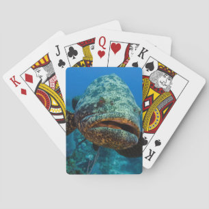 Atlantischer Riesenbarsch Spielkarten