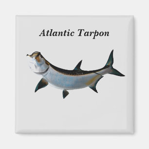 Atlantischer Tarpon Magnet