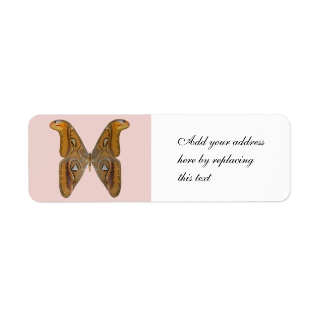 Atlas Moth (Vorne)