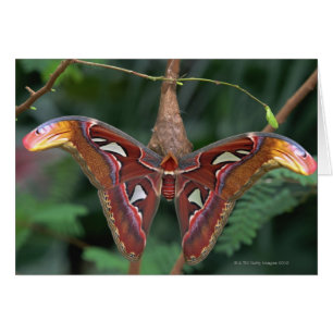 Atlas-Moth