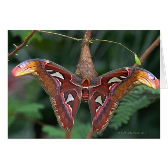 Atlas-Moth (Vorderseite (Horizontal))