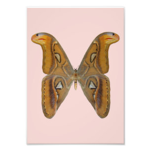 Atlas Moth Fotodruck